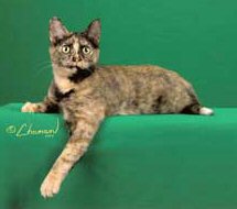 mia feral by chanan
